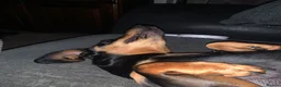 Dachshund dogs for sale: Beautiful girl Loves to be cuddled in Rotherham - Advert 4