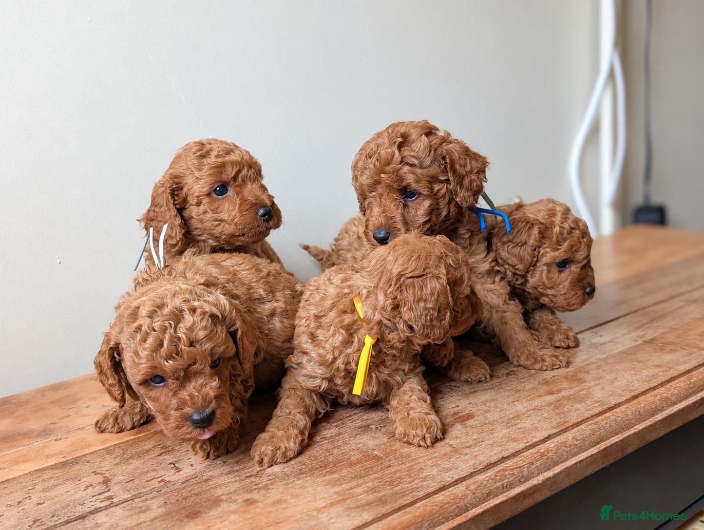Miniature Poodle dogs KC Registered Red Miniature Poodle Puppies ❤️  - Advert 1