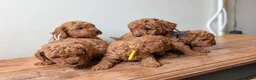 Miniature Poodle dogs for sale: KC Registered Red Miniature Poodle Puppies ❤️  - Advert 6