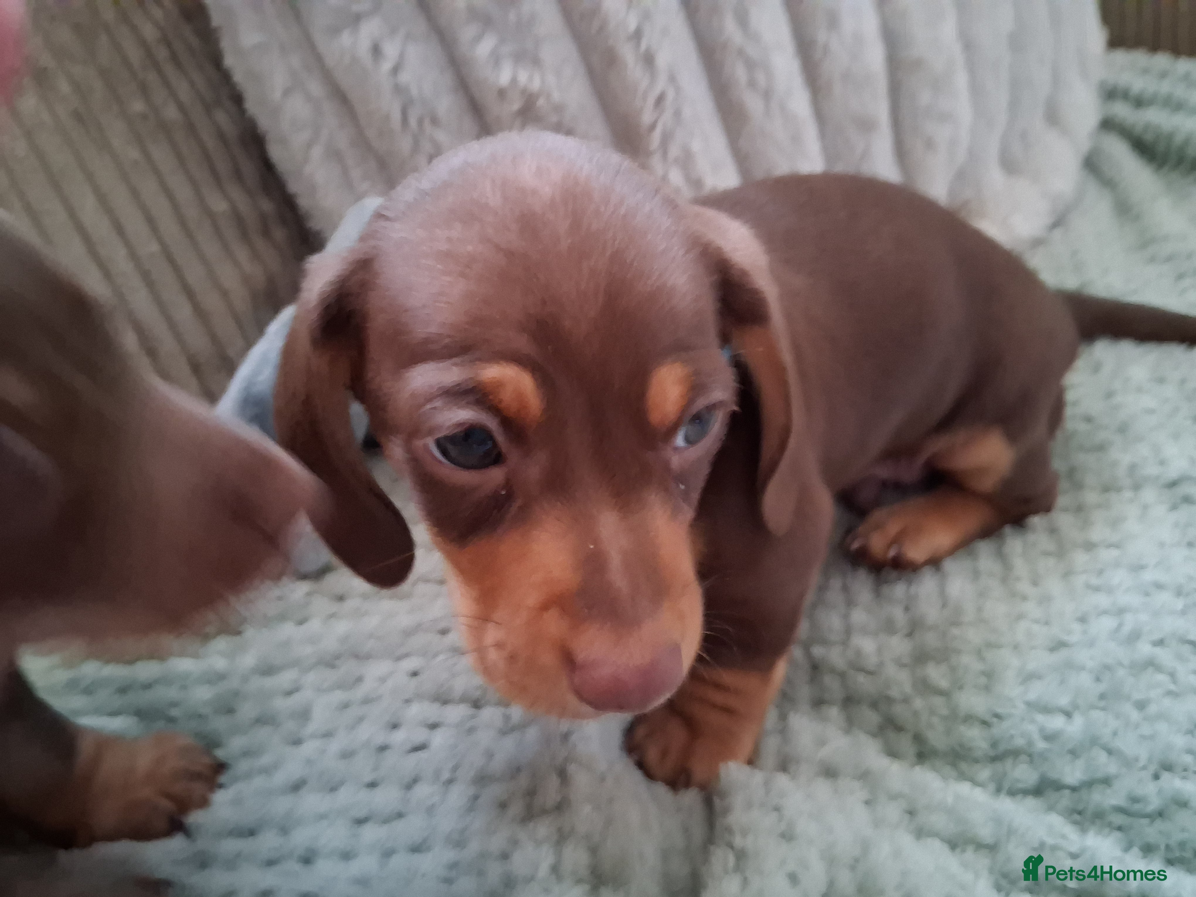 Miniature Dachshund dogs for sale: ONLY 1 BOY LEFT ,READY TO LEAVE THURSDAY 07/05/  - Advert 9