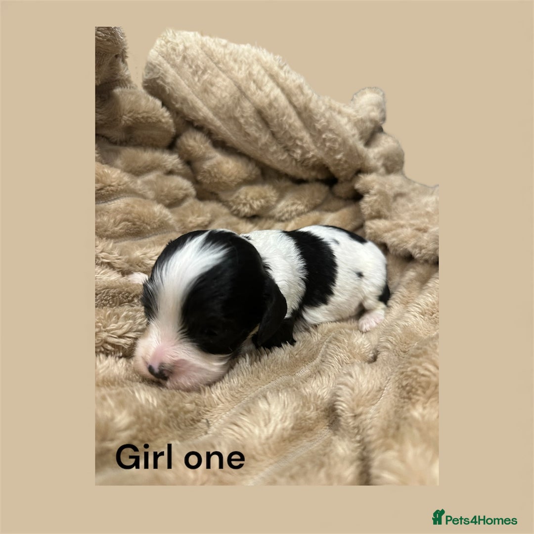 Cavapoo dogs for sale: ** RARE CAVAPOO PUPPIES DNA 🧬 CLEAR ** - Advert 10