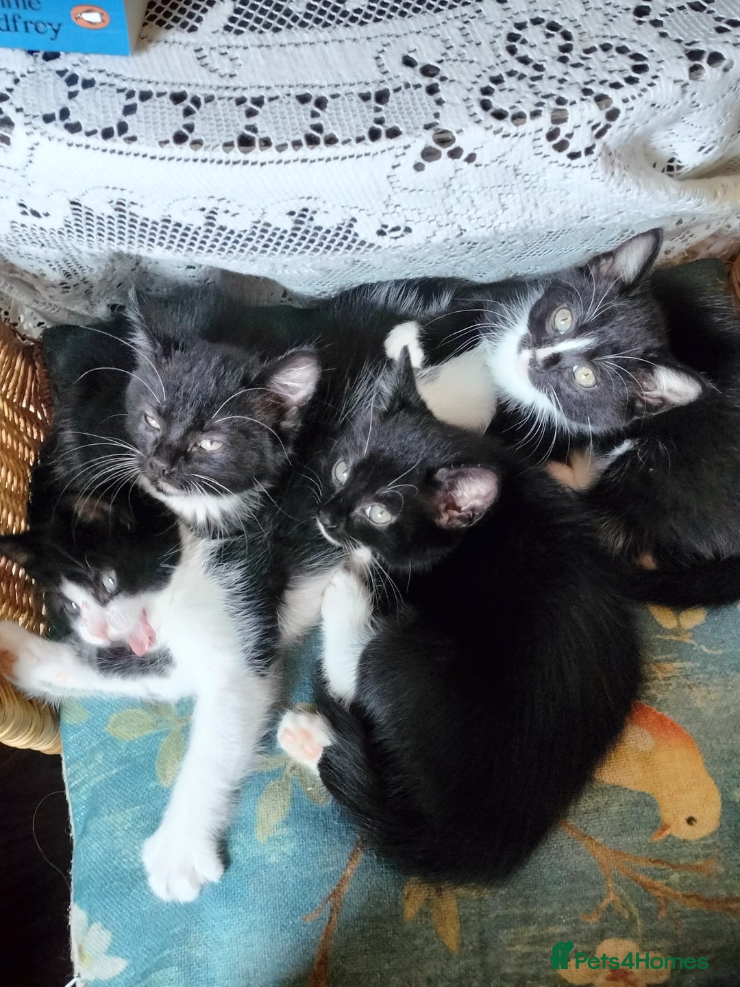 British Shorthair cats for sale: Two cute and cuddly little girl kittens - Image 1