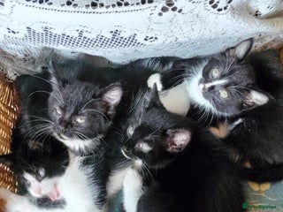 British Shorthair cats for sale - Advert 1