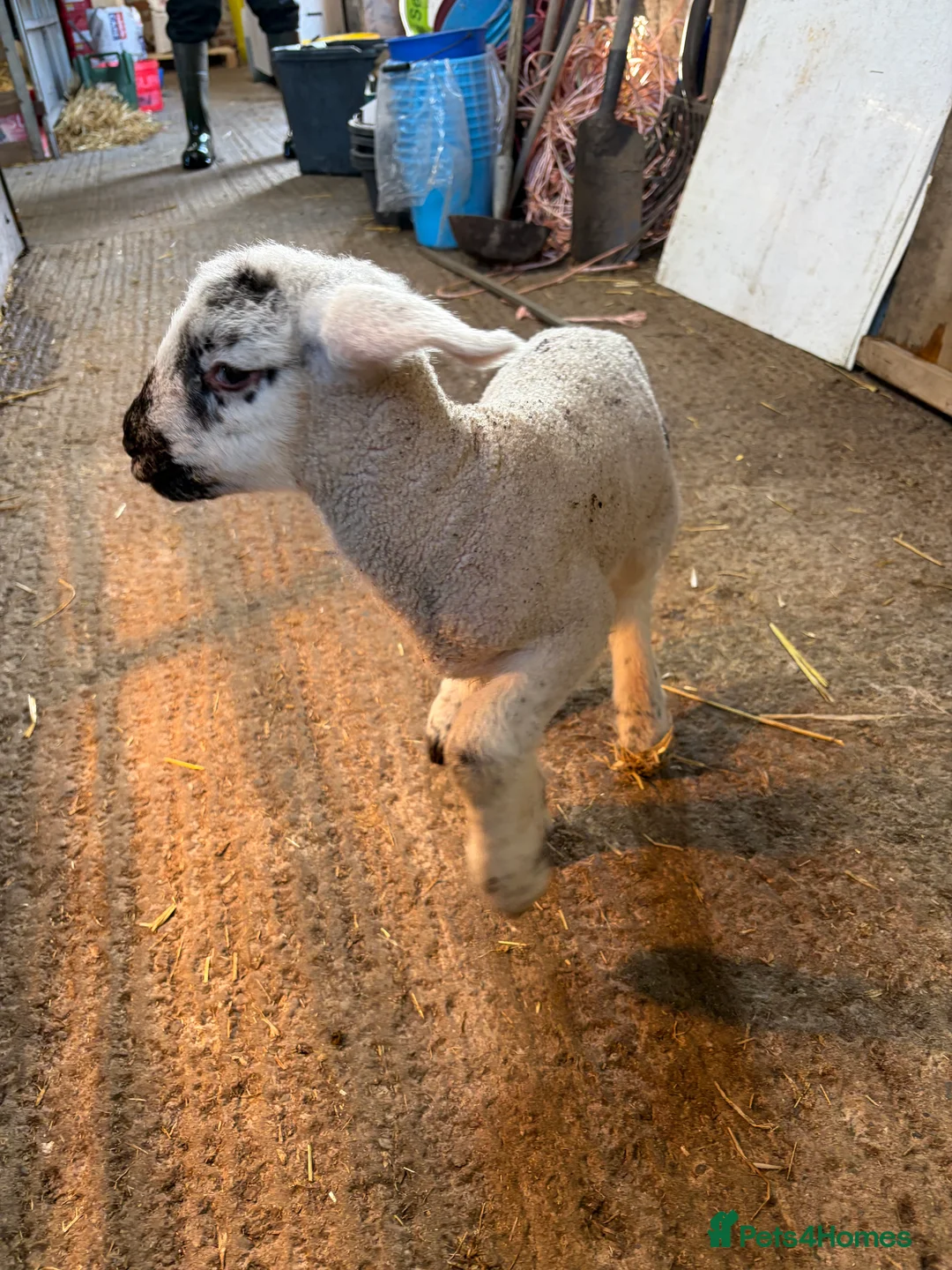 Sheep livestock for sale: Cade lambs for sale - Advert 4