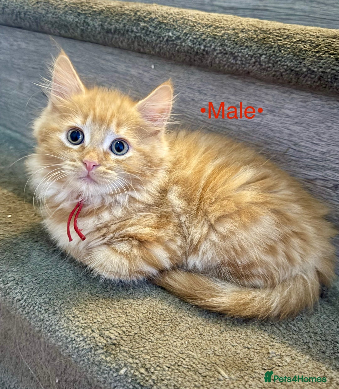 Mixed Breed cats for sale: Beautiful kittens for sale ~ 4 ginger, 1 tortie - Image 4