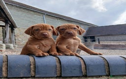 Hungarian Vizsla dogs for sale: CHAMPION BRED KC HUNGARIAN VIZSLAS - Image 2