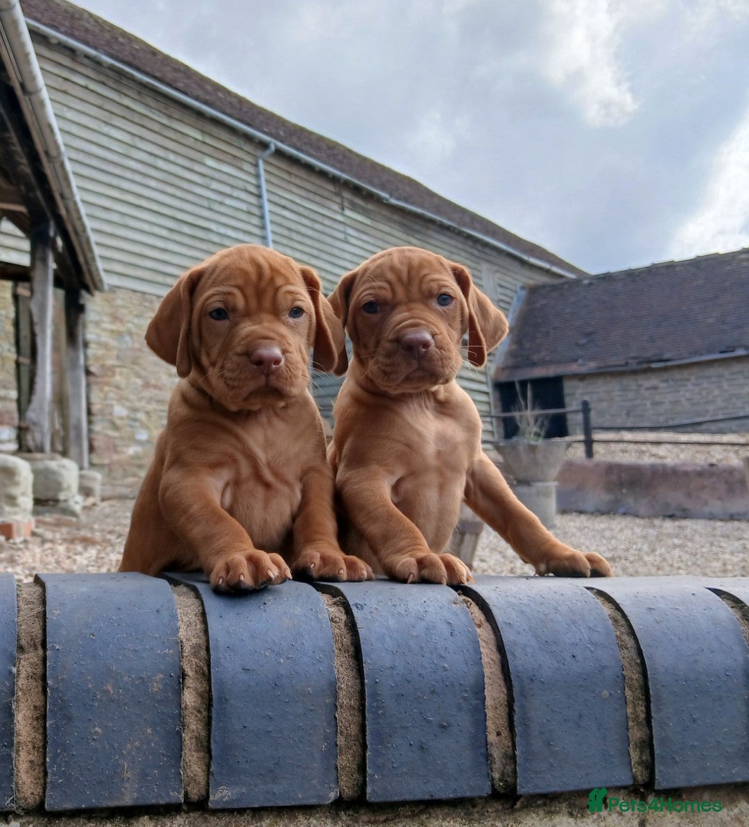 Hungarian Vizsla dogs for sale: CHAMPION BRED KC HUNGARIAN VIZSLAS - Image 2