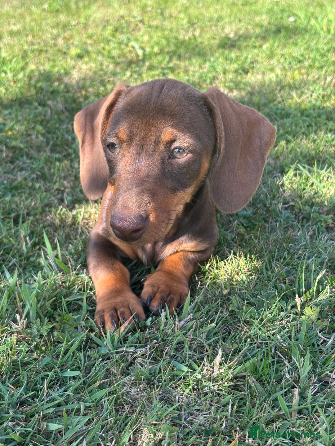 Miniature Dachshund dogs for sale: Miniature Wire Haired Dachshund  - Image 35
