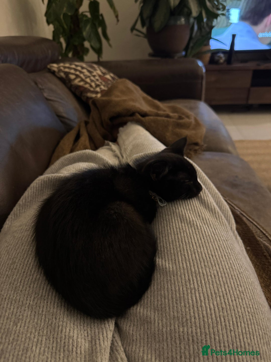 British Shorthair cats for sale: Beautiful black kitten - Advert 5