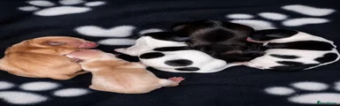 Mixed Breed 3
