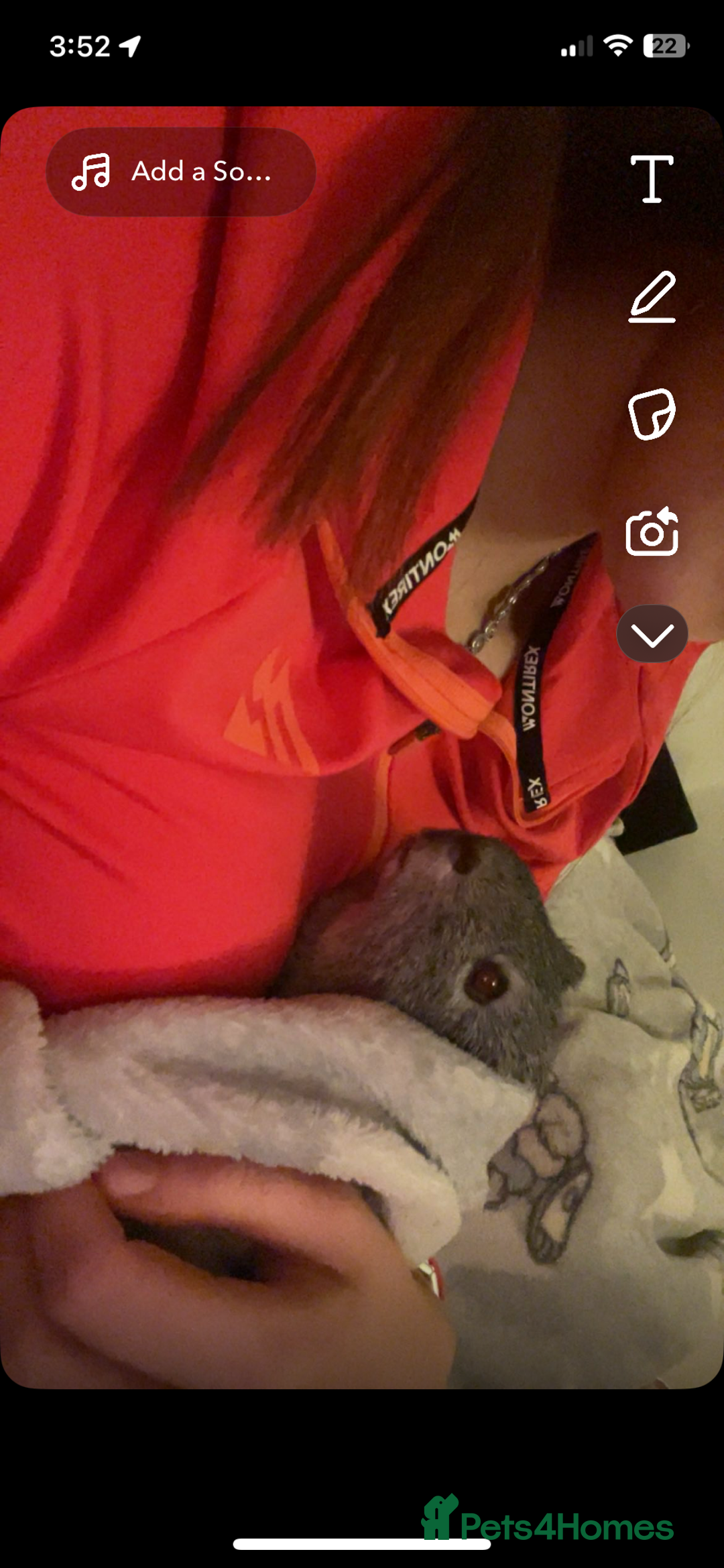 Guinea Pig rodents for sale: 2 boy guinea pigs (son and dad) - Image 2