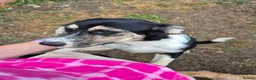 Mixed Breed dogs for adoption: Lou - north Walsham Norfolk  - Advert 7