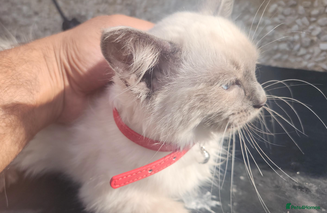 Ragdoll cats for sale: PURE BREED RAGDOLL KITTERNS - Image 4