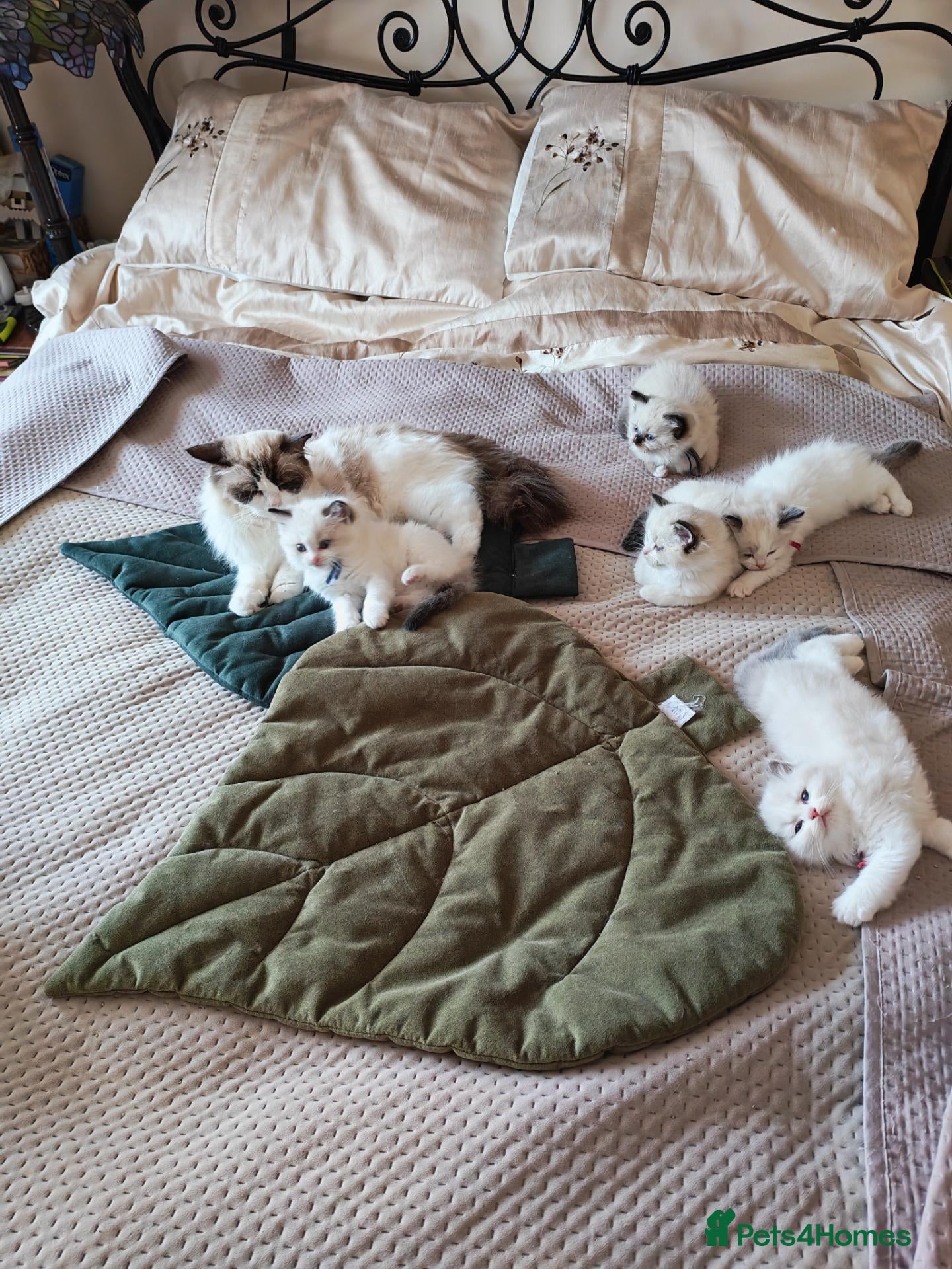 Ragdoll cats PUREBRED RAGDOLL KITTENS GCCF REGISTERED  - Advert 14