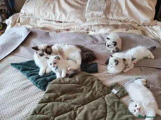 Ragdoll cats PUREBRED RAGDOLL KITTENS GCCF REGISTERED - Advert 5