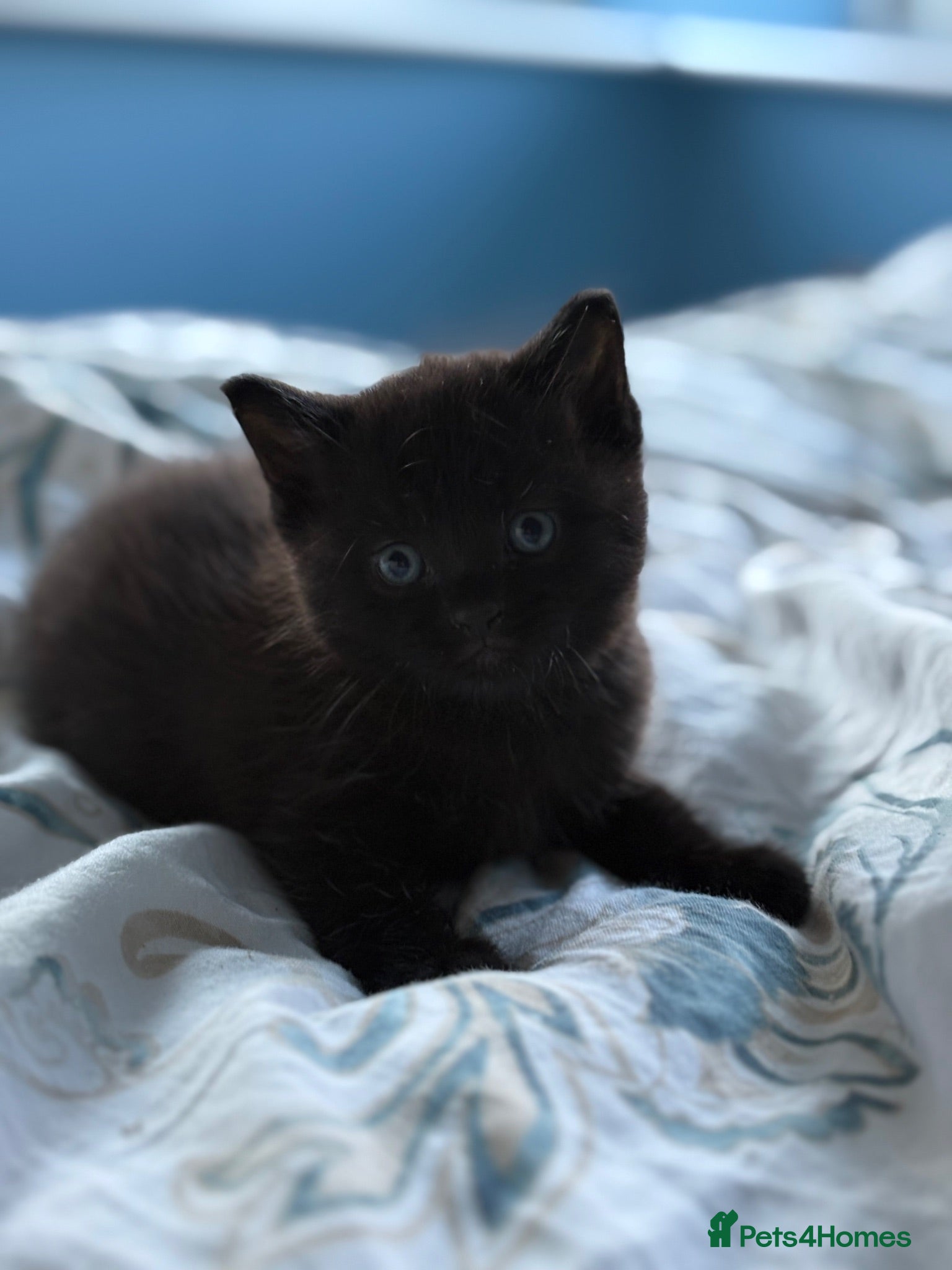 Mixed Breed cats -£40- 🐾 Adorable Little Black Kitten  - Advert 1
