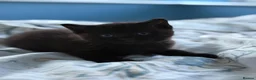 Mixed Breed cats for sale: -£40- 🐾 Adorable Little Black Kitten  - Advert 1
