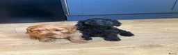 Cavapoo dogs for sale: Puppies ready to leave to their new loving homes - Advert 24