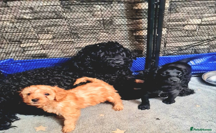 Cockapoo dogs 🐶🐾Tiny F2 cockapoo puppies🐶🐾 - Advert 3