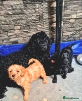 Cockapoo dogs 🐶🐾Tiny F2 cockapoo puppies🐶🐾 - Advert 3