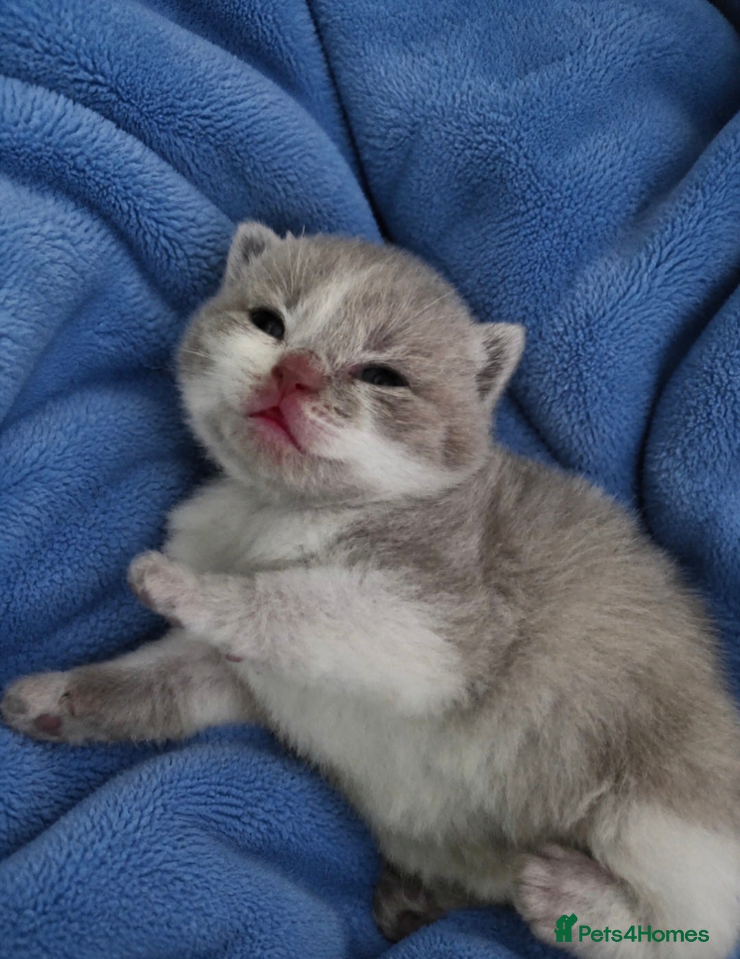 British Shorthair cats **Last male**🏆 CHAMPION SIRED BRITISH SHORTHAIR  - Advert 11