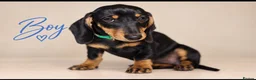 Dachshund dogs for sale: PRA-Clear Miniature Dachshund Puppies ready to go - Advert 8