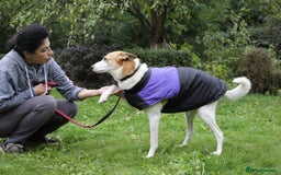 Mixed Breed dogs for adoption: 💖🐶 ALAYA 🐶💖 - Image 19