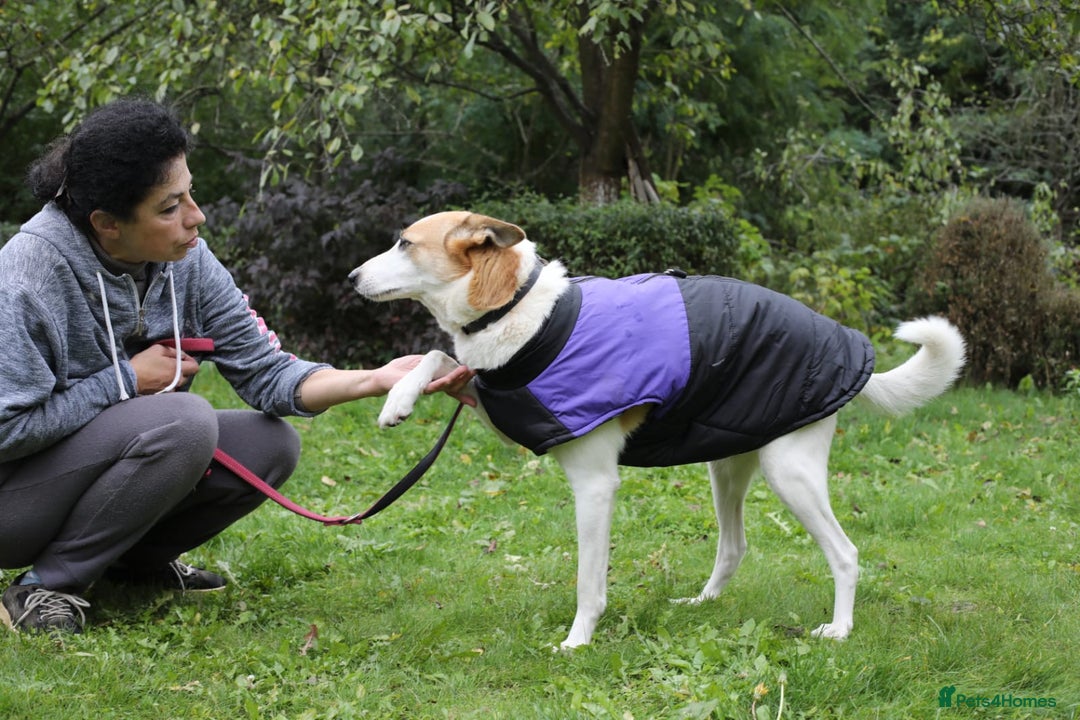 Mixed Breed dogs for adoption: 💖🐶 ALAYA 🐶💖 - Image 19