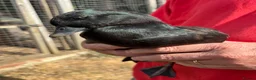 Ducks poultry for sale: Black Call duck drakes - Advert 3