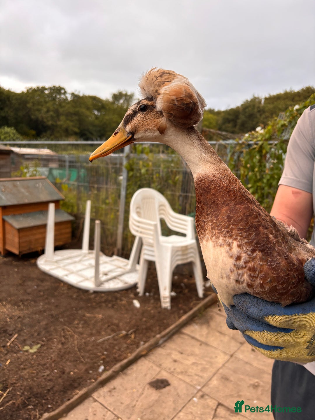 Ducks poultry for sale: American crested ducks  - Image 1