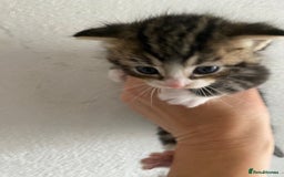RagaMuffin cats for sale: Beautiful Ragdoll kittens  - Image 9