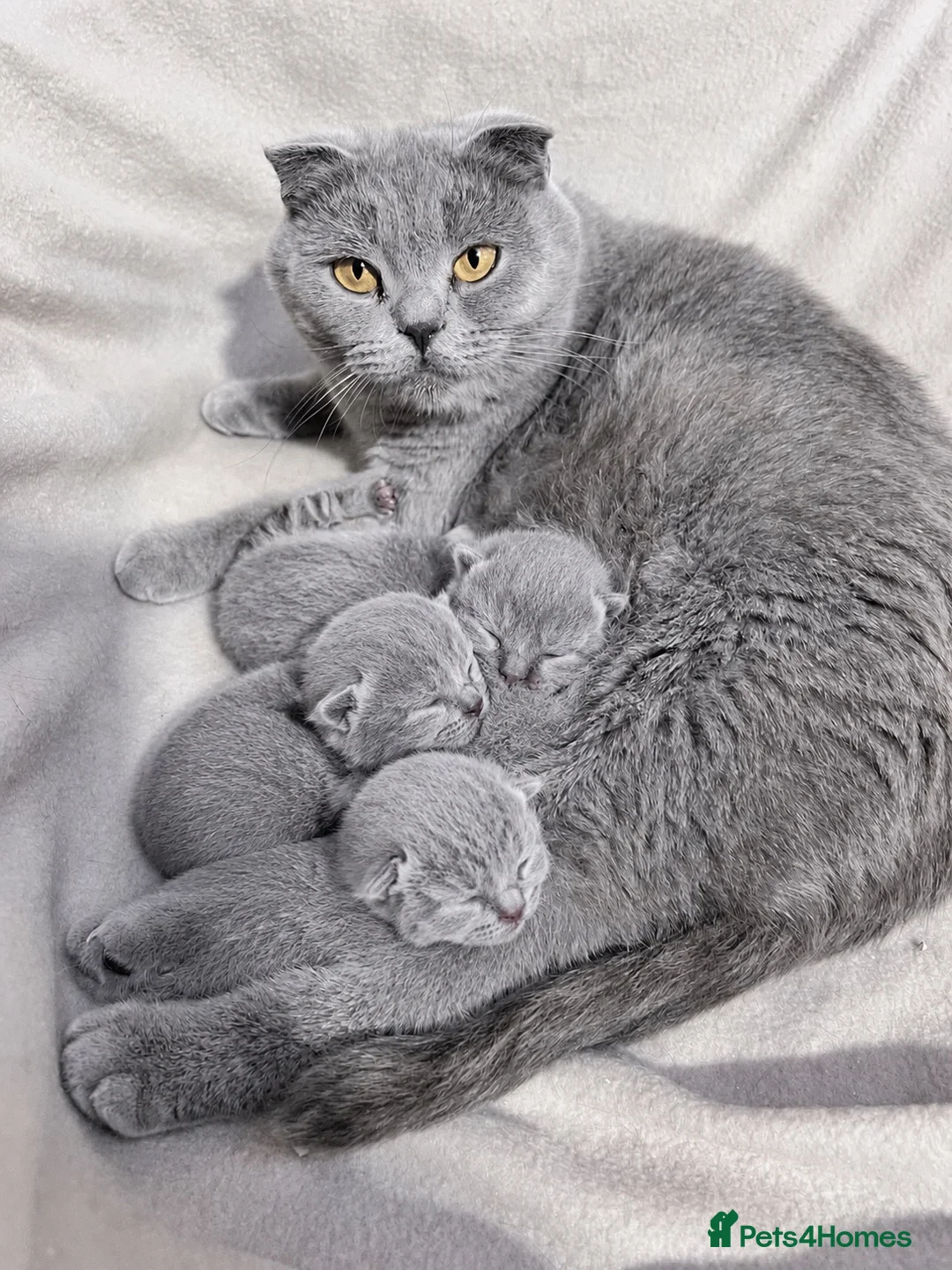 Mixed Breed cats for sale: 😍British Shorthair &Maine Coon 😍 - Advert 2