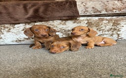 Miniature Dachshund dogs for sale: Dachshund puppies - Image 1
