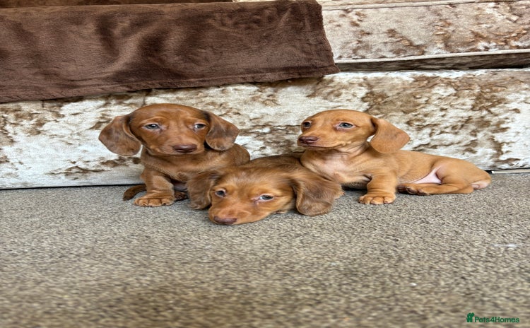 Miniature Dachshund dogs - Advert 15