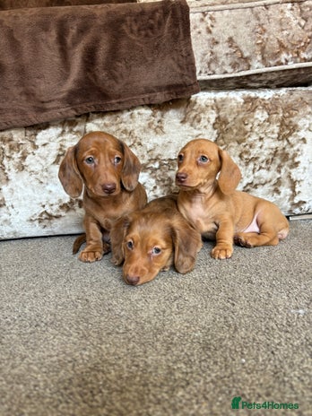 Miniature Dachshund dogs - Advert 12