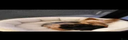 Yorkshire Terrier dogs for sale: Adorable Tiny Miniature Yorkshire Puppies for Sale - Advert 2
