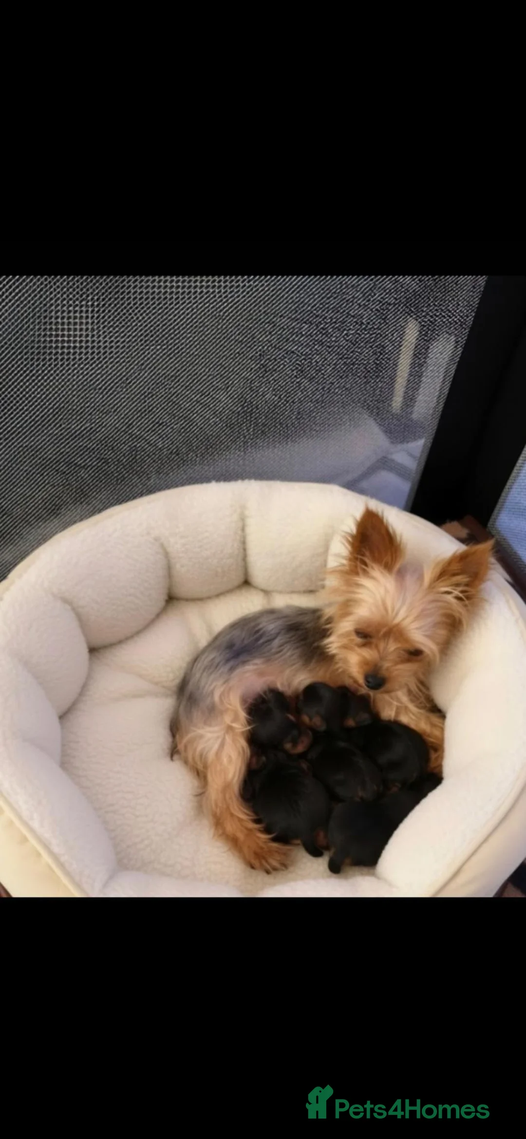 Yorkshire Terrier dogs for sale: Adorable Tiny Miniature Yorkshire Puppies for Sale - Advert 2