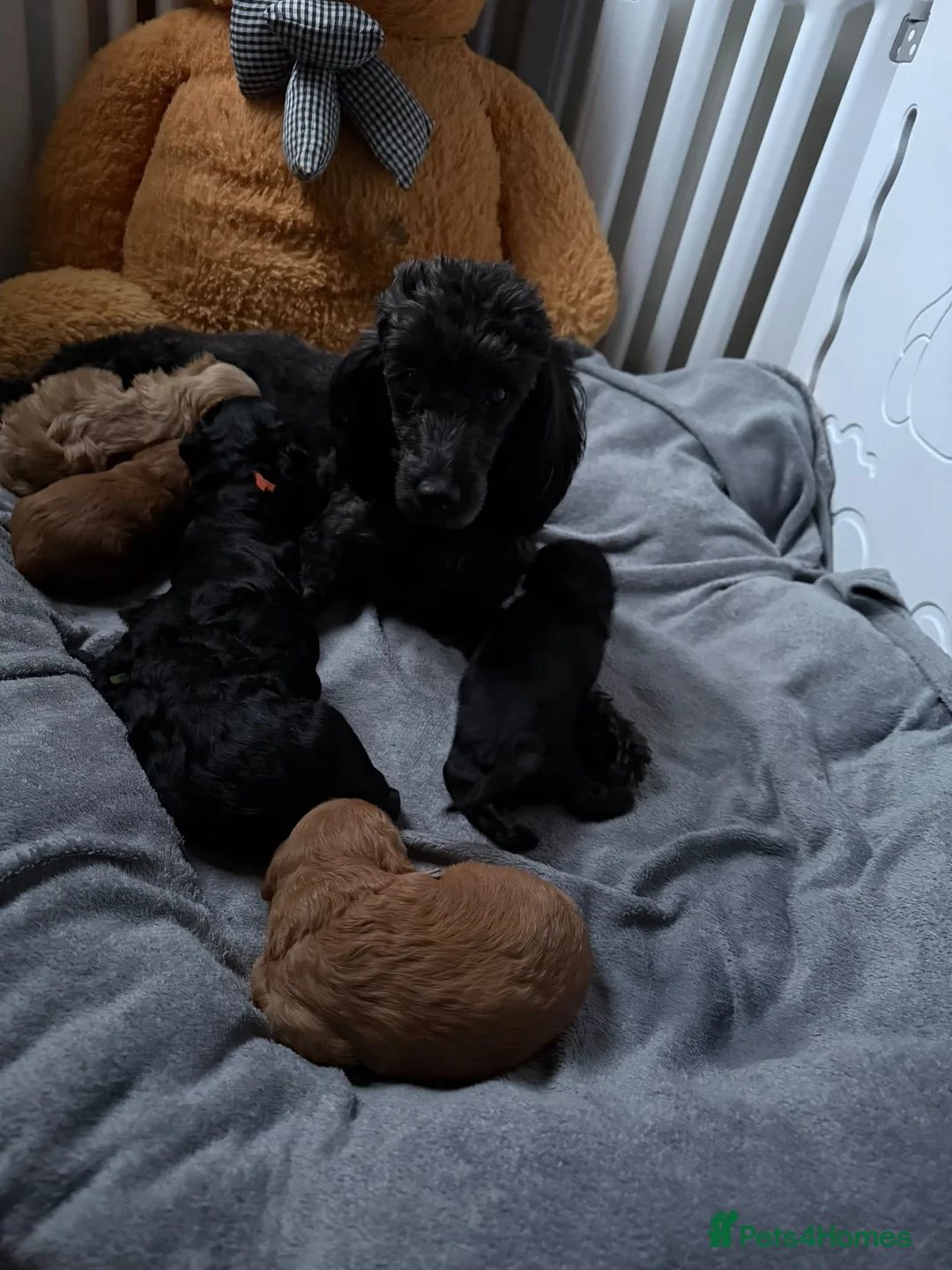 Toy Poodle dogs for sale: Adorable Toy Poodle Puppy Seeking Forever Home in Milton Keynes - Advert 2