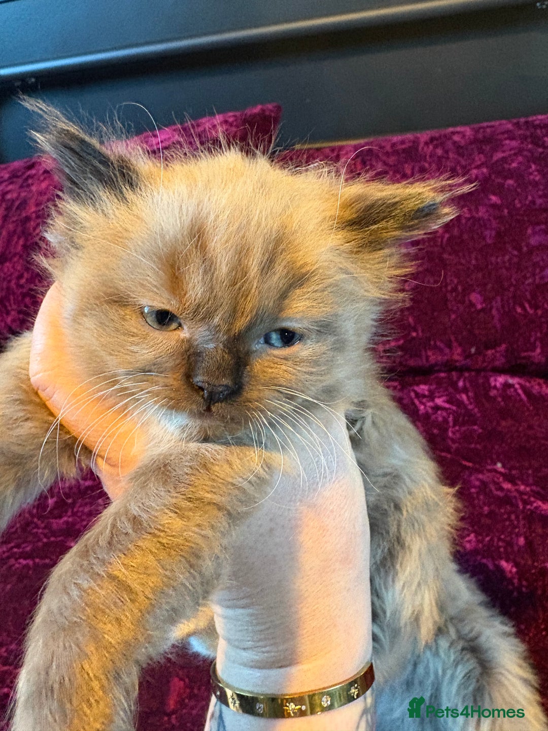 Ragdoll cats for sale: Beautiful mink ragdoll girls  - Advert 4