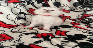 Ragdoll cats - Advert 7
