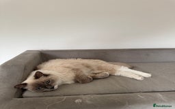 Ragdoll cats for sale: Lucky - rehoming  - Image 5