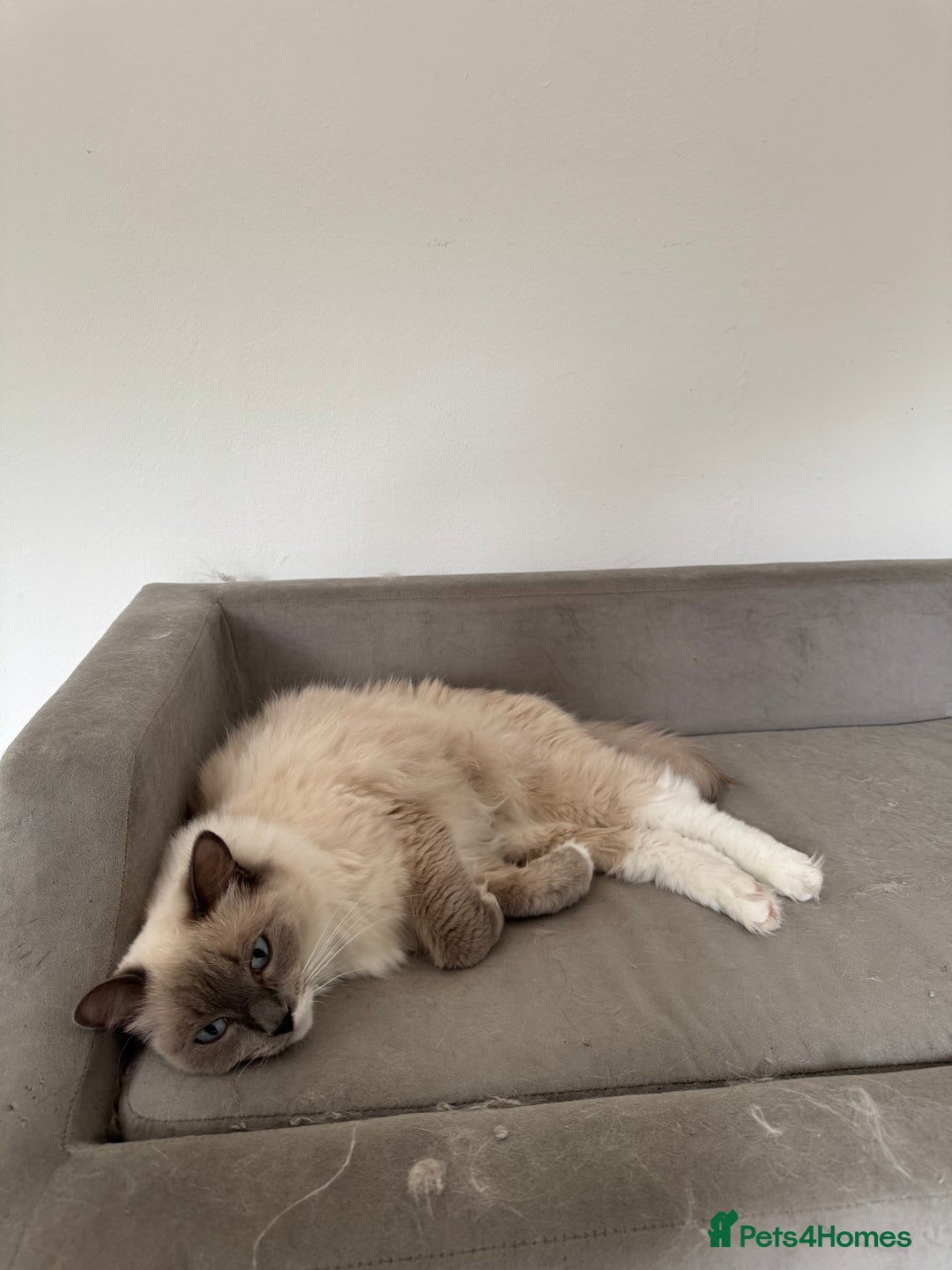 Ragdoll cats for sale: Lucky - rehoming  - Image 5