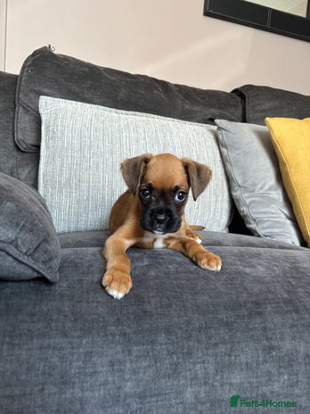 Boxer dogs - Advert 11