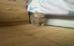 British Shorthair cats for sale: Black Golden Shaded Torbie - Image 3