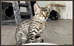 Savannah cats for sale: Ready to go F5 SBT Savannah kittens in Bingley - Image 8