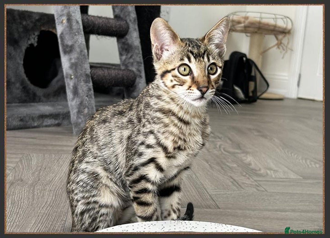 Savannah cats for sale: Ready to go F5 SBT Savannah kittens in Bingley - Image 8