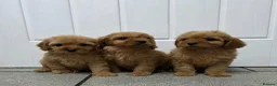 Cavapoo dogs for sale: dna clear f1 red cavapoo puppies , FAMILY REARED in Alford - Advert 12
