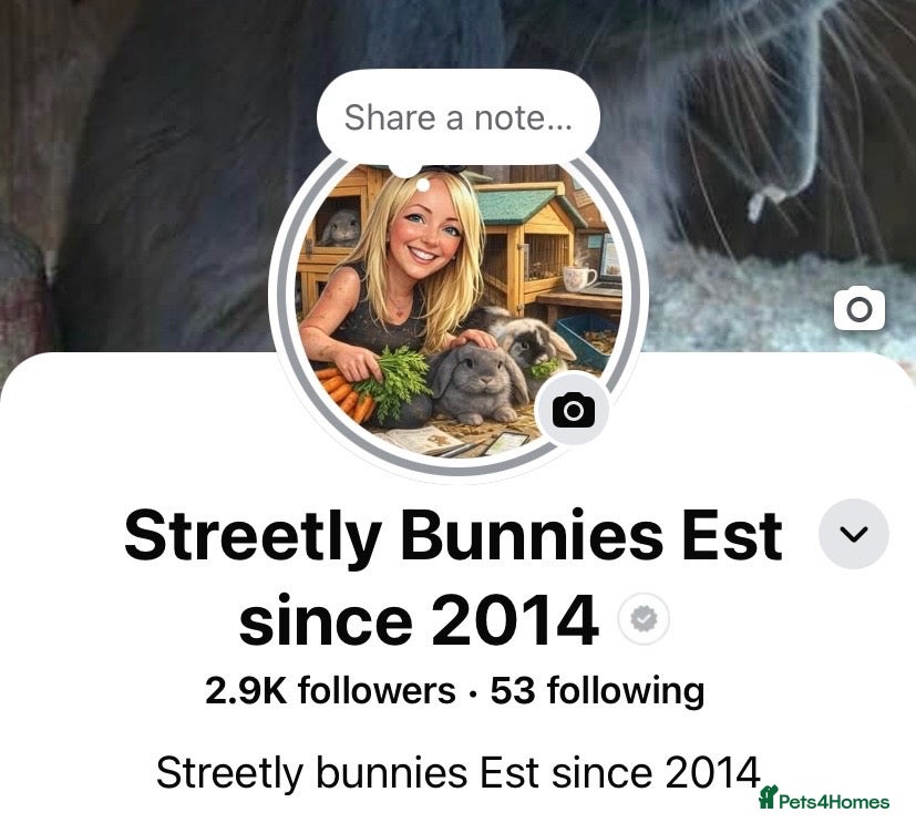 Mini Lop rabbits Mini lops Est since 2014  🩷 - Advert 2