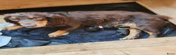 Sprocker dogs for sale: Sprocker Pups (3/4 Cocker) from Licenced Breeder  - Advert 6