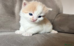 Mixed Breed cats for sale: Beautiful cream and white kitten  - Image 1